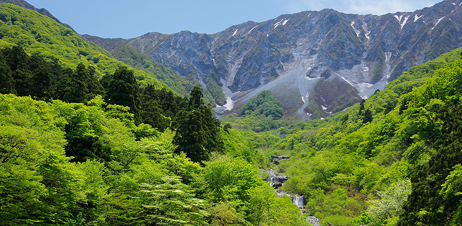 大山の新緑